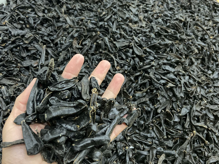 XPJ官方网站成品