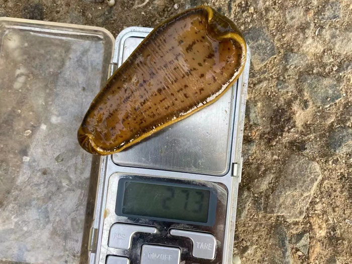 XPJ官方网站小苗