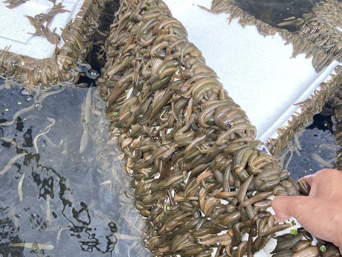 XPJ官方网站成苗