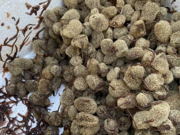 XPJ官方网站卵茧