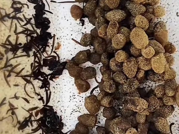 XPJ官方网站卵茧