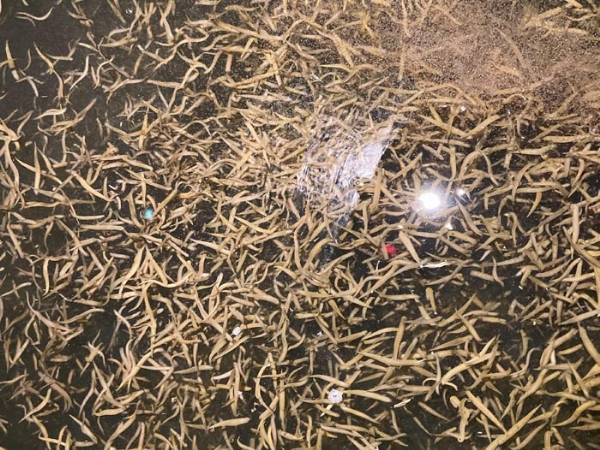 XPJ官方网站小苗