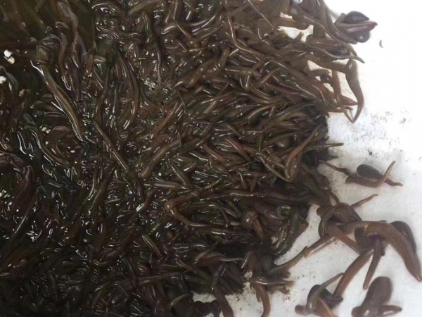 XPJ官方网站小苗