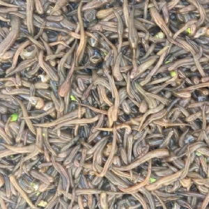 XPJ官方网站卵茧