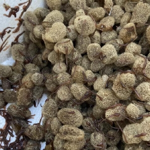 XPJ官方网站卵茧