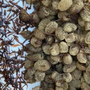 XPJ官方网站卵茧