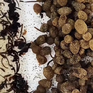 XPJ官方网站卵茧
