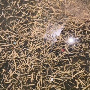 XPJ官方网站小苗