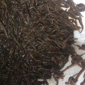 XPJ官方网站小苗