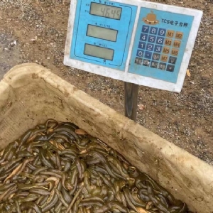 XPJ官方网站小苗