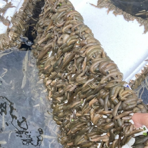 XPJ官方网站成苗
