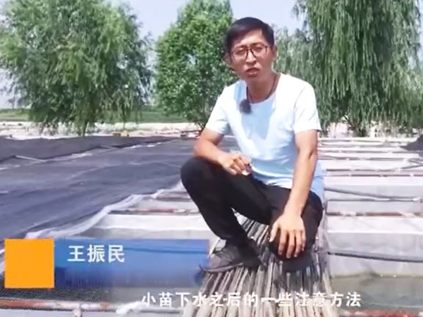 XPJ官方网站小苗下水后的注意和操作