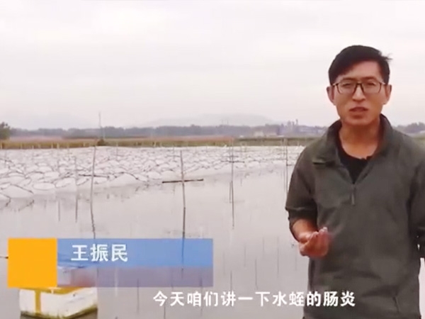 XPJ官方网站胀气型肠炎发生规律及防治方法