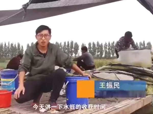 XPJ官方网站收获时间