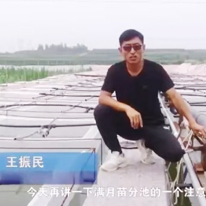 XPJ官方网站满月苗的注意事项