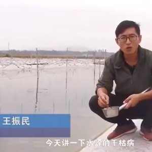 XPJ官方网站干枯病发生活规律及防治方法