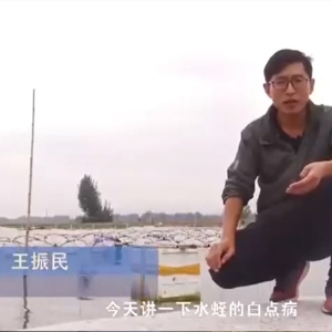 XPJ官方网站白点病发生活规律及防治方法