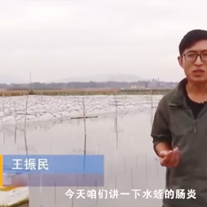 XPJ官方网站胀气型肠炎发生规律及防治方法